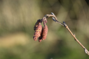 Alder catkins and flowers