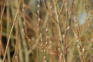 Goat Willow buds