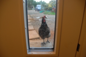 Knock knock cluck cluck