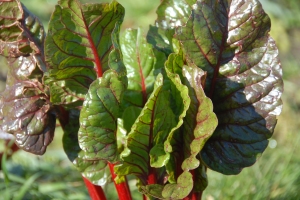 Rainbow Chard, still going strong after the winter