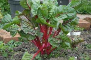 Chard - still going strong after the winter