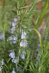 Rosemary flowers - loved by bees