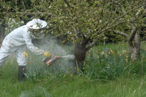 Encouraging the bees up the tree