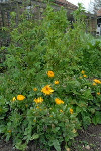 The tall salad burnet at the back of the calendula has been eaten by pigeons - grrrr! 