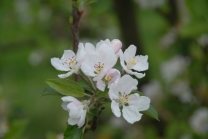 Yay for apple blossom!