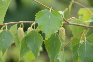Birch leaves and seed pods