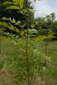 Healthy growth on this ash sapling - no sign of 'die-back disease' yet